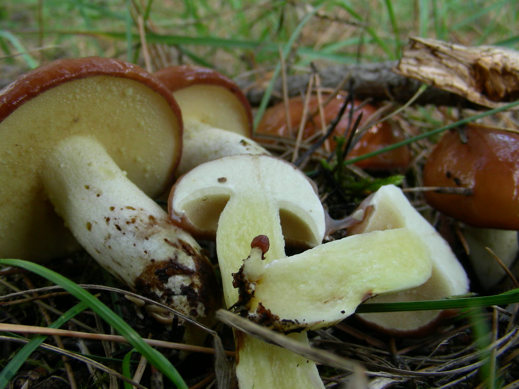 Suillus granulatus ...in foto